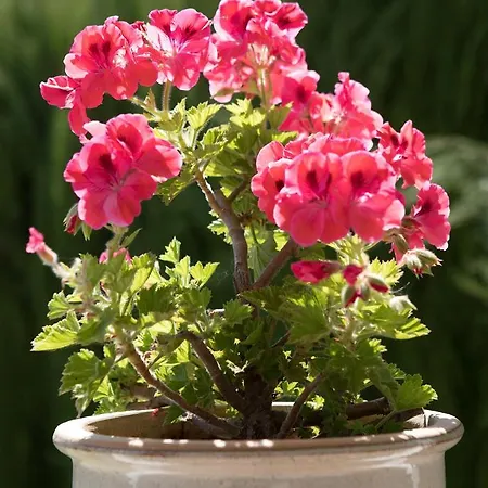 Tinajas Luxury וילה נרחה